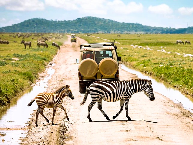 Serengeti safari blog image
