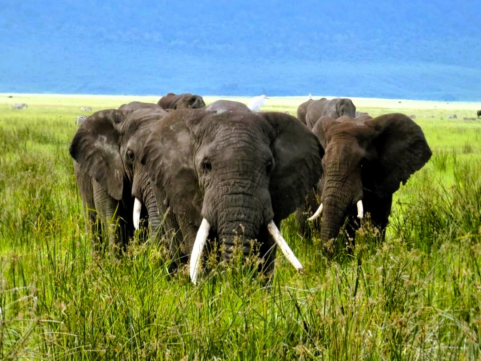 Selous safari day trip blog image