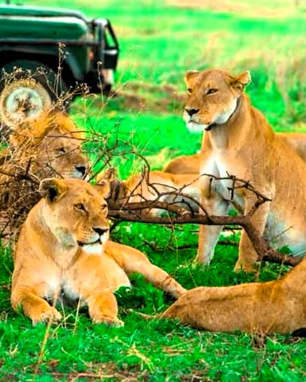 Lake Manyara National Park with tree-climbing lions and flamingos