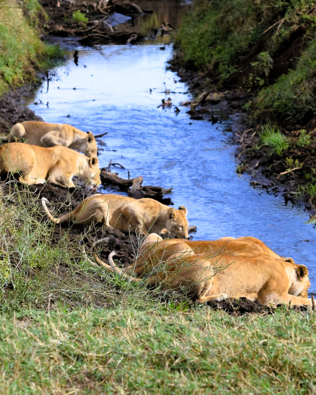 Safari vehicle in Serengeti grasslands