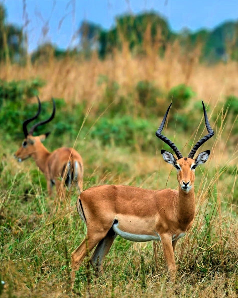 Serengeti National Park safari game drive with wildlife