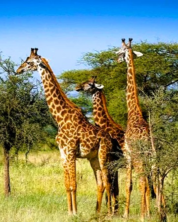 Serengeti plains with acacia trees and safari vehicles