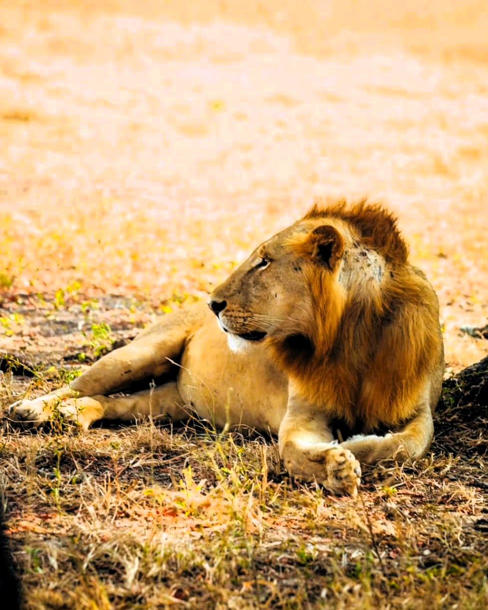 Serengeti plains with wildebeest herd and endless African savanna