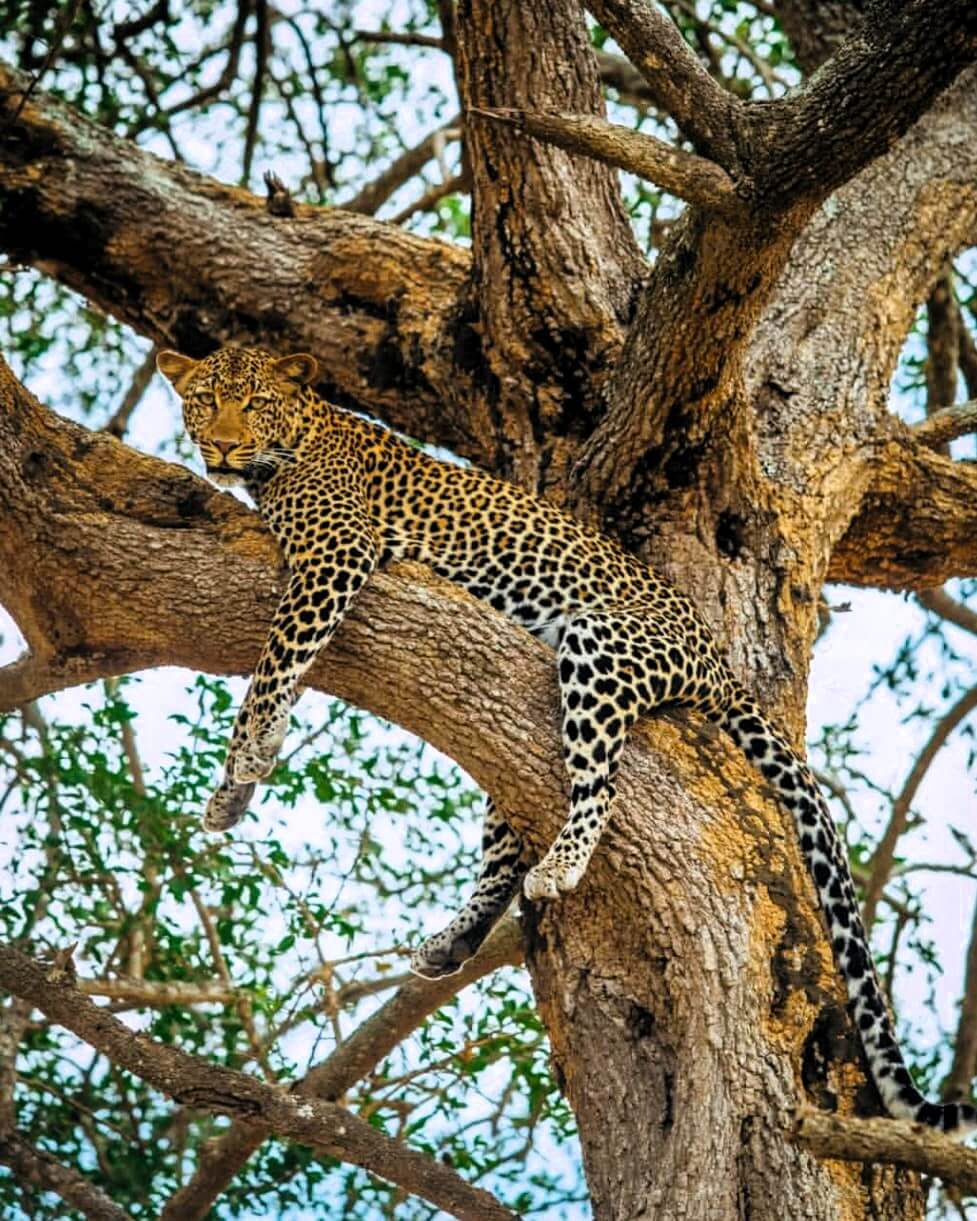 Tarangire National Park with massive baobab trees and elephants