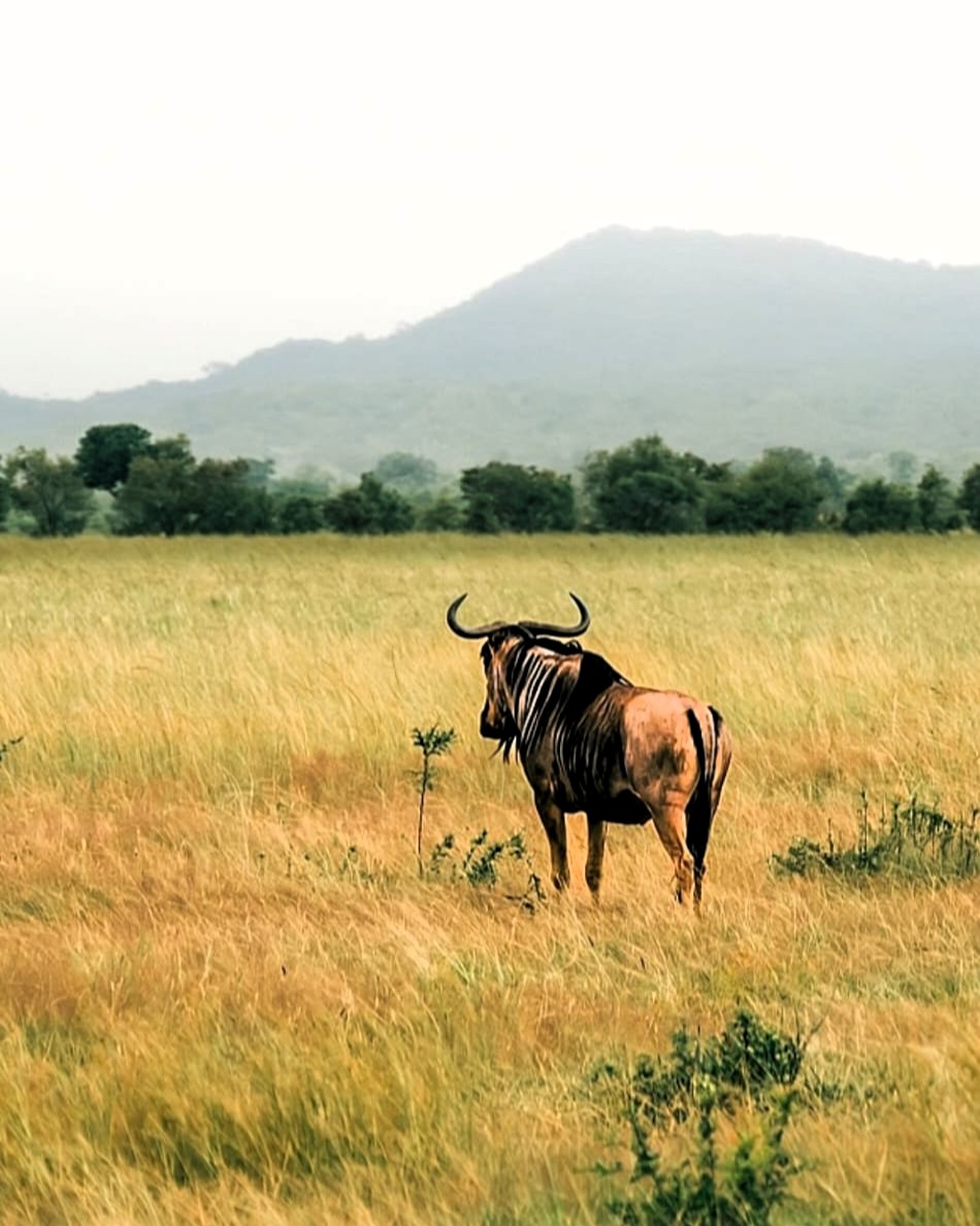 Wildlife viewing at Tarangire with acacia trees and savanna landscape