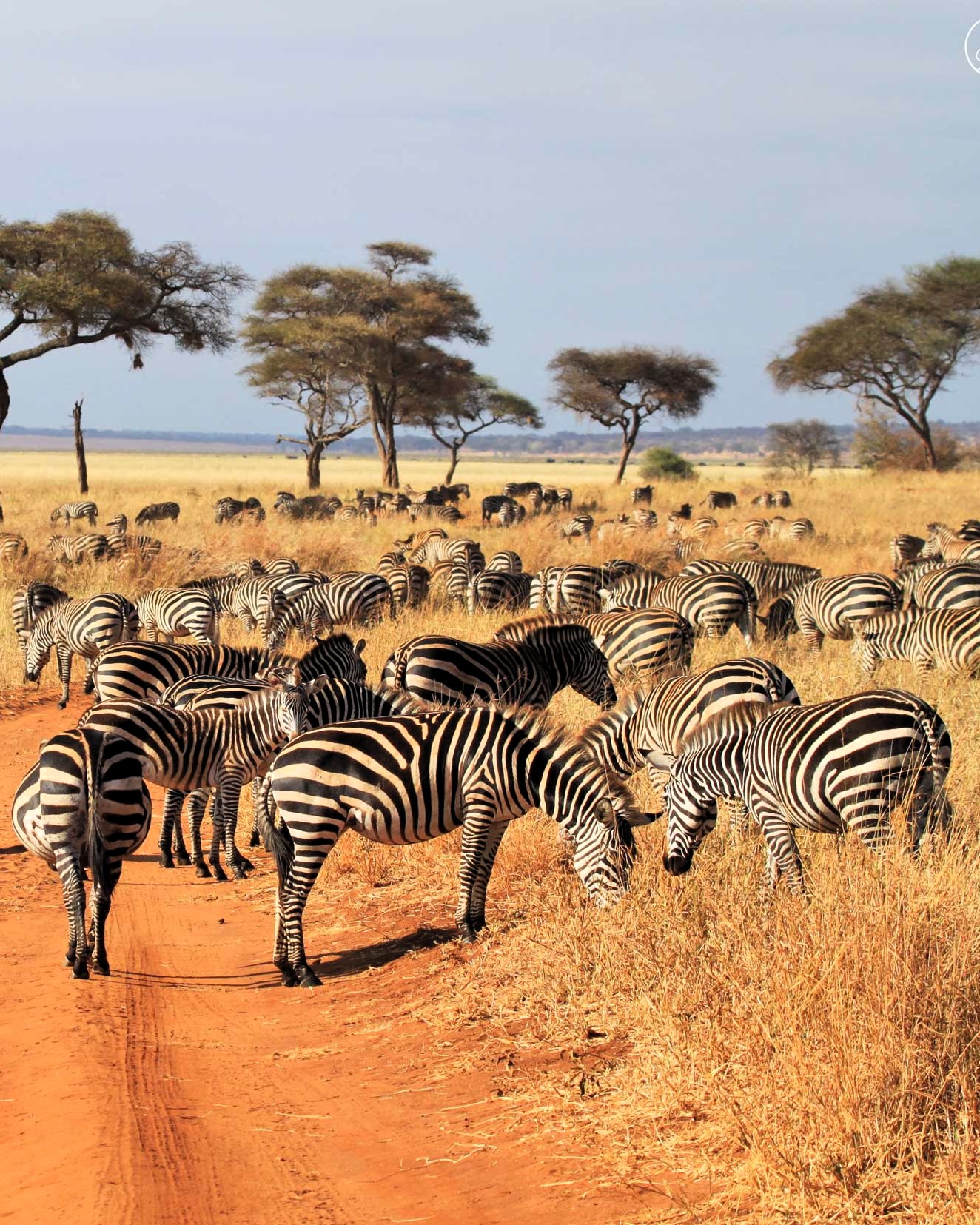 4-day Tanzania safari package wildlife viewing in Serengeti National Park