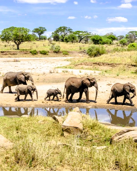 Ngorongoro Crater safari with diverse wildlife and scenic landscape