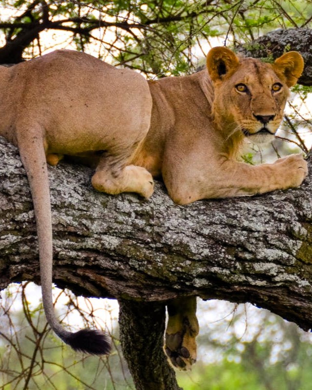 Serengeti plains safari game drive with acacia trees and wildlife