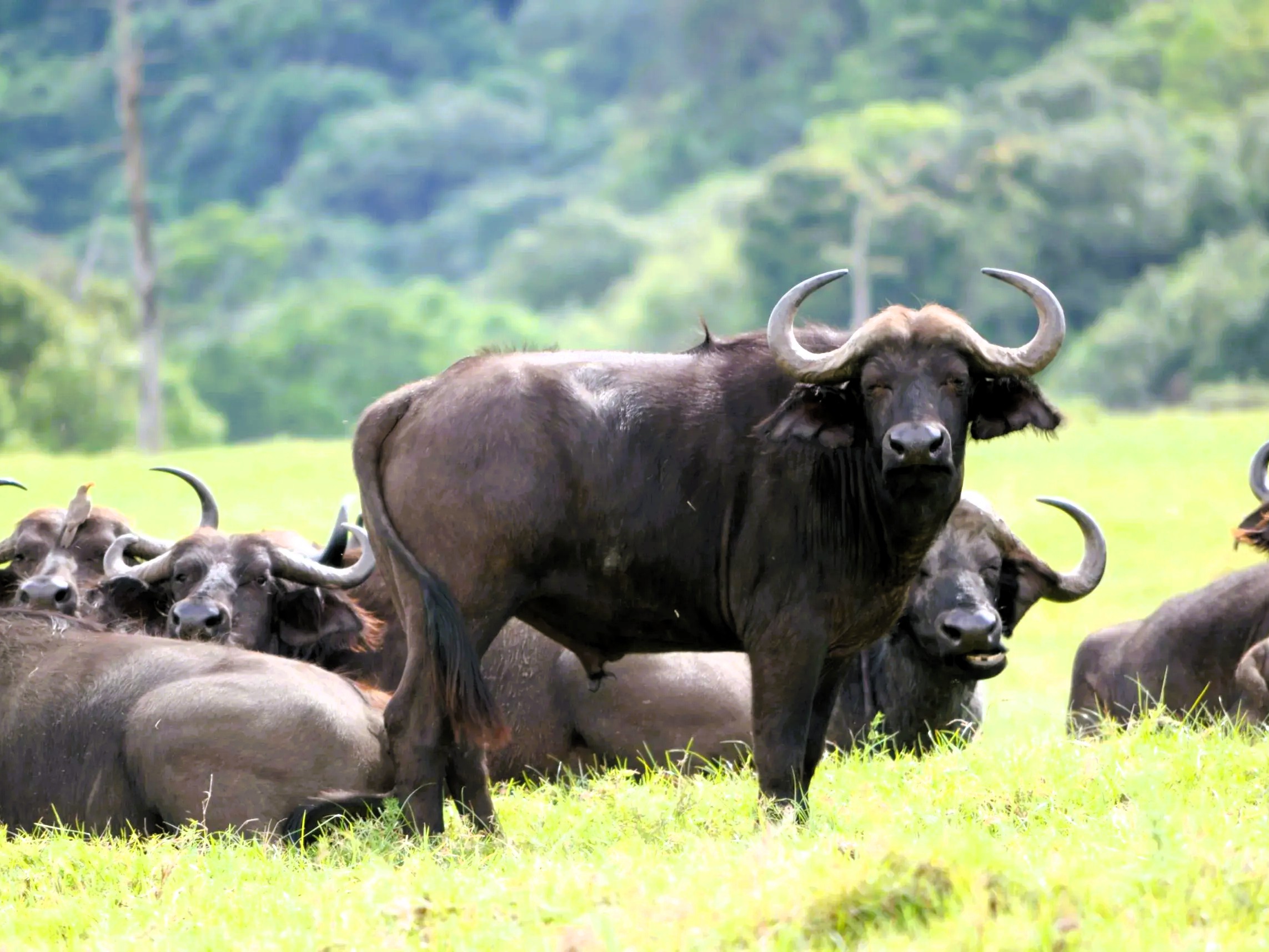 6 days tanzania safari package