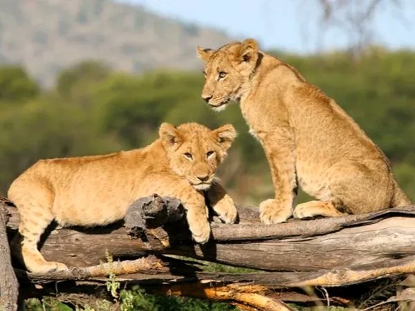 8 days tanzania safari package