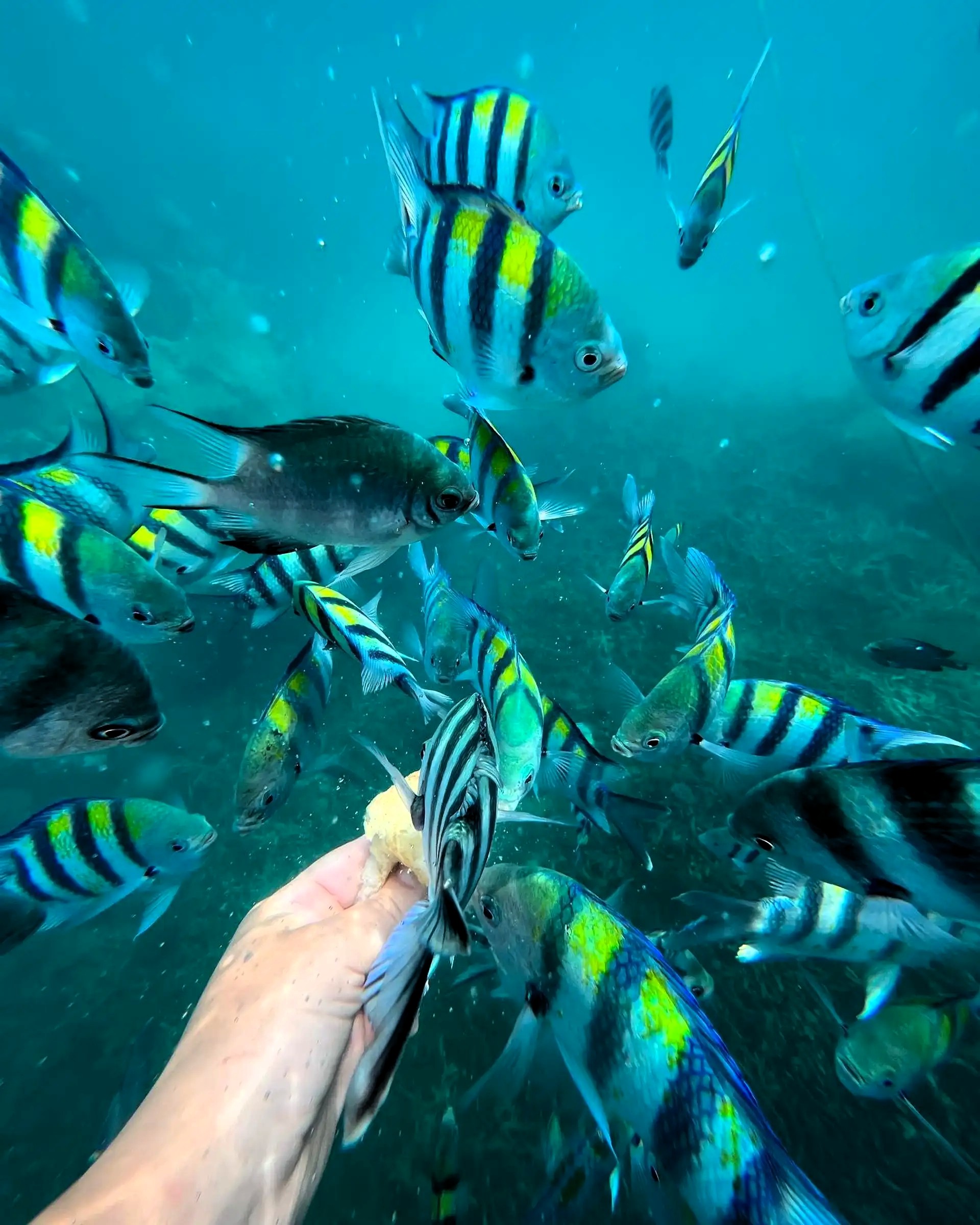 Snorkeling guests on Bawe Island excursion