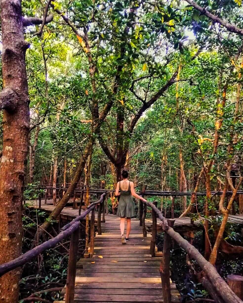 Mangrove boardwalk in Jozani Forest Reserve