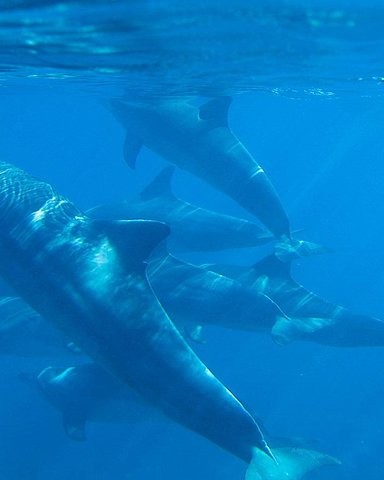 Boat ride for Kizimkazi dolphin watching tour