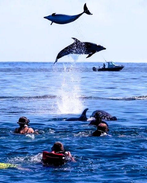 Kizimkazi dolphin tour image