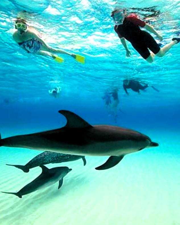Tourists photographing dolphins in Kizimkazi waters