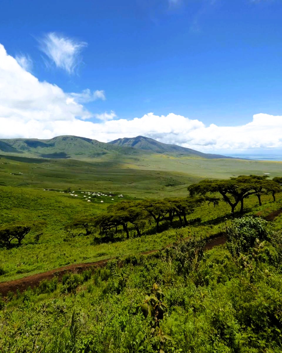 Wildlife scene in Mikumi National Park