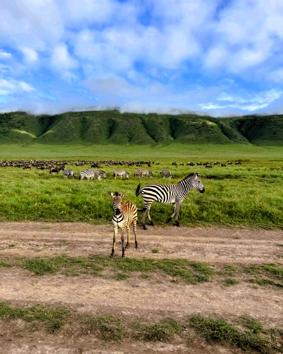 Guests on a wildlife safari tour in Mikumi