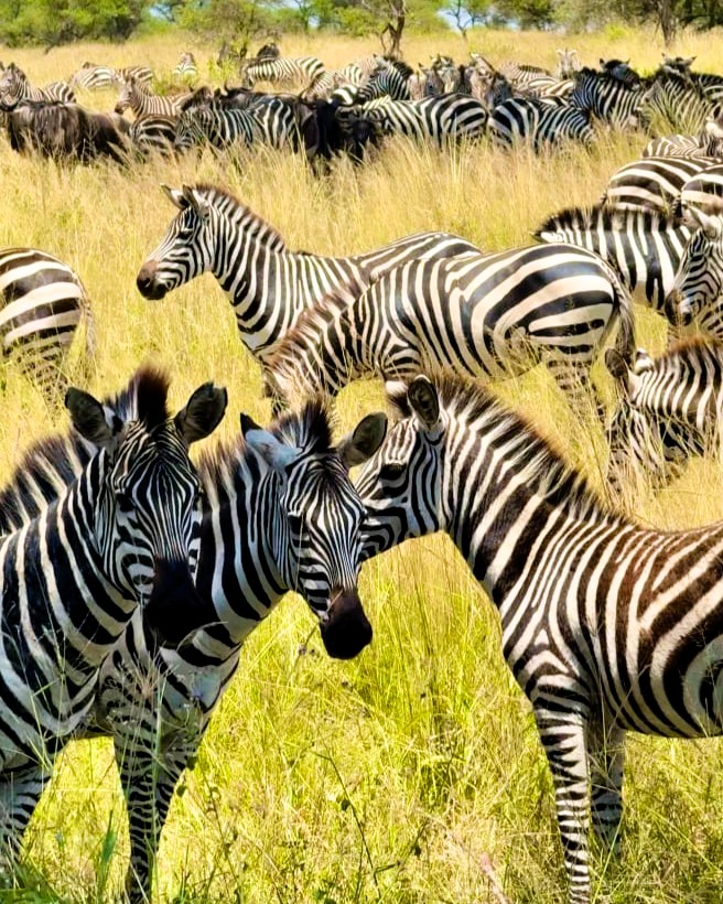 Ngorongoro Crater wildlife safari view with elephants and landscape