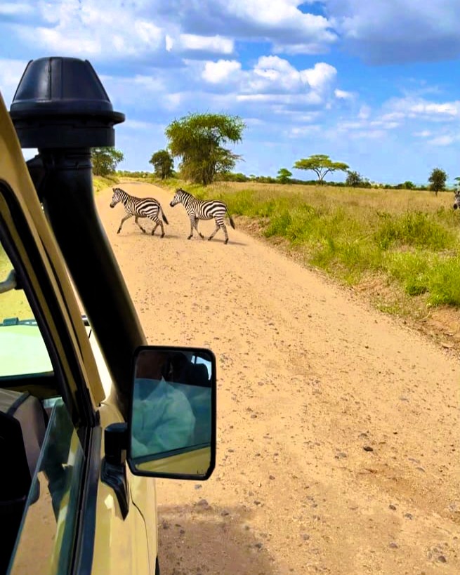 Wildlife viewing during a Selous safari day trip