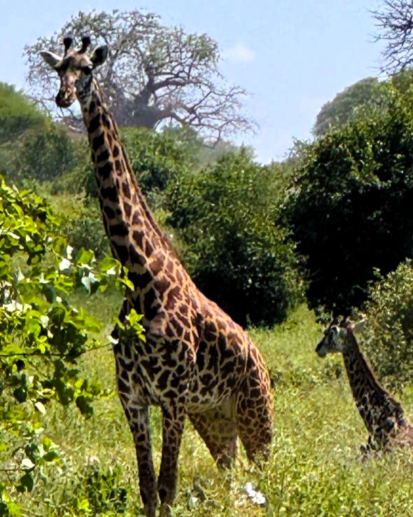 Guests on a safari drive in Selous Game Reserve