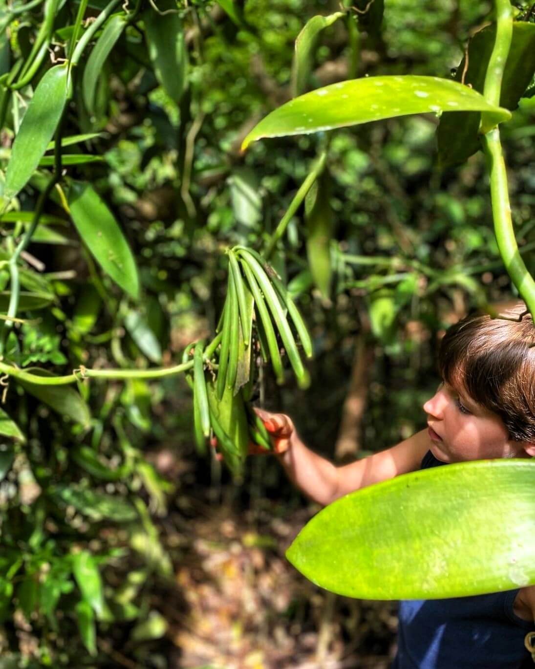 Spice farm aromatic plants and pathways