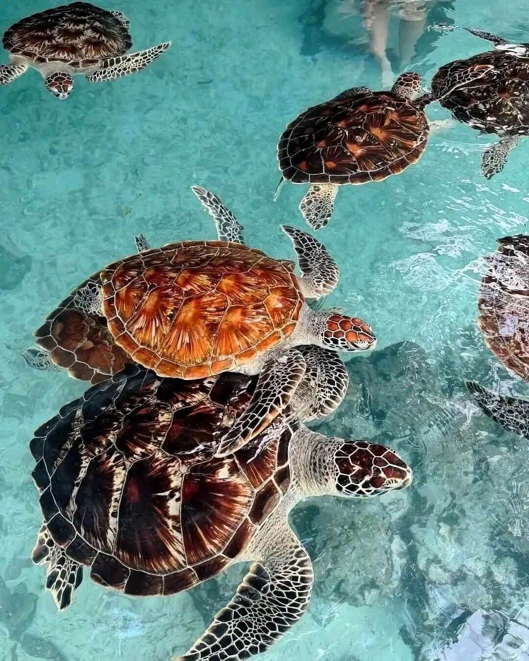 Baraka Aquarium sightseeing and marine life experience