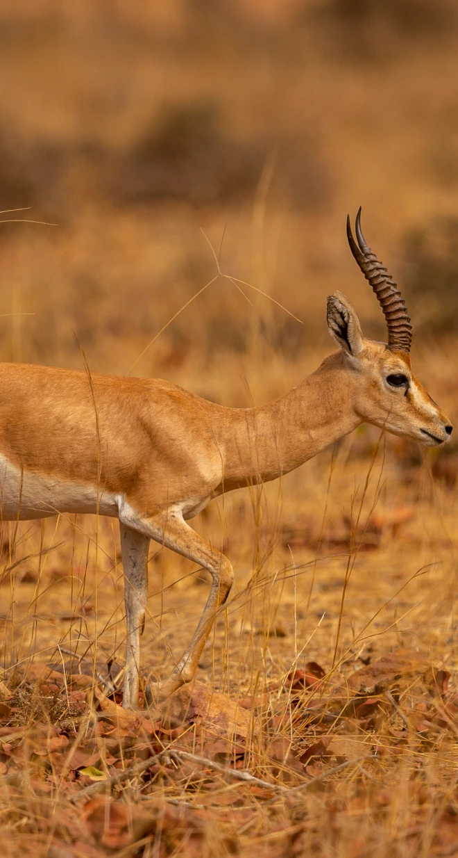 Ukindu safari experience image